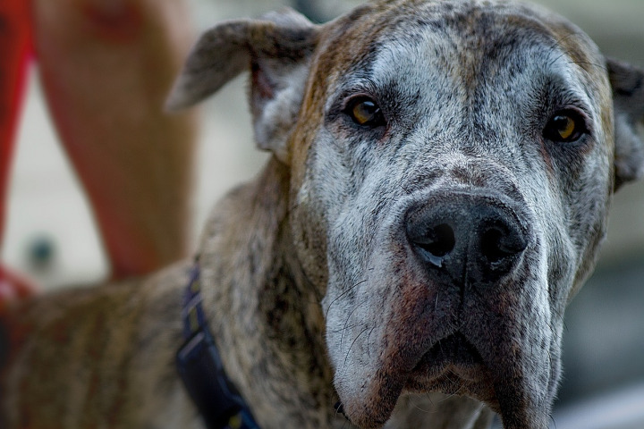 great dane dog