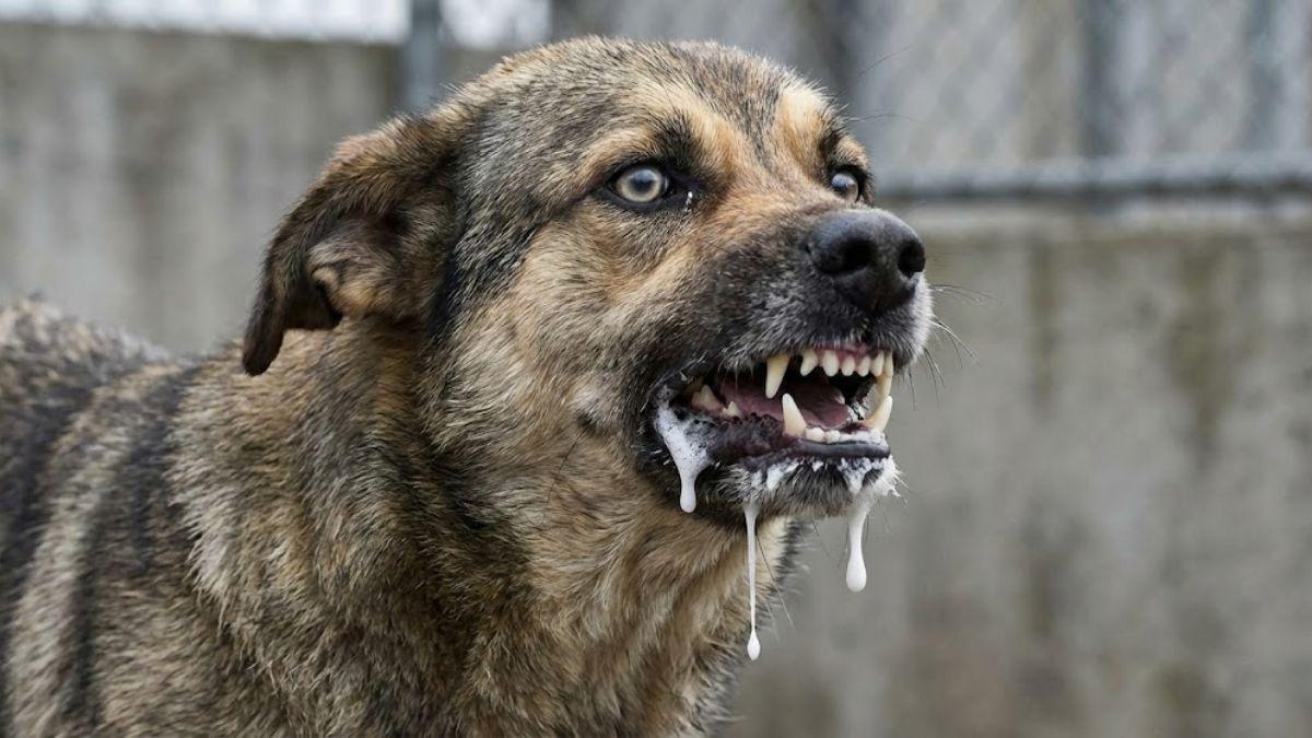 kuduz şüphesi bulunan köpek