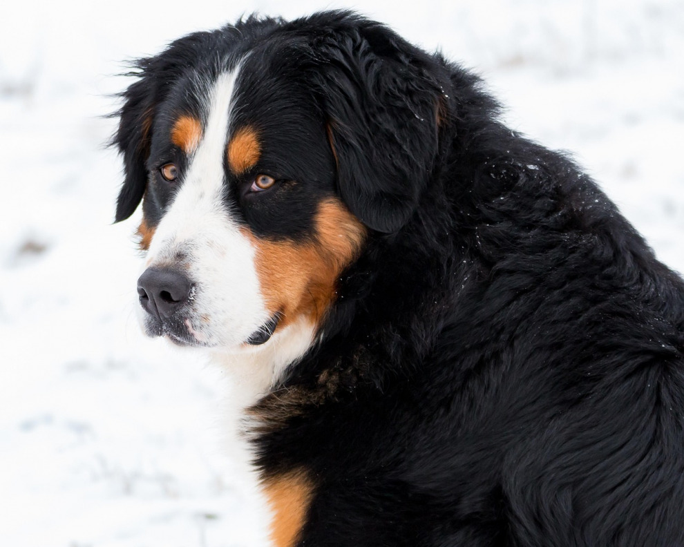 large dog portrait