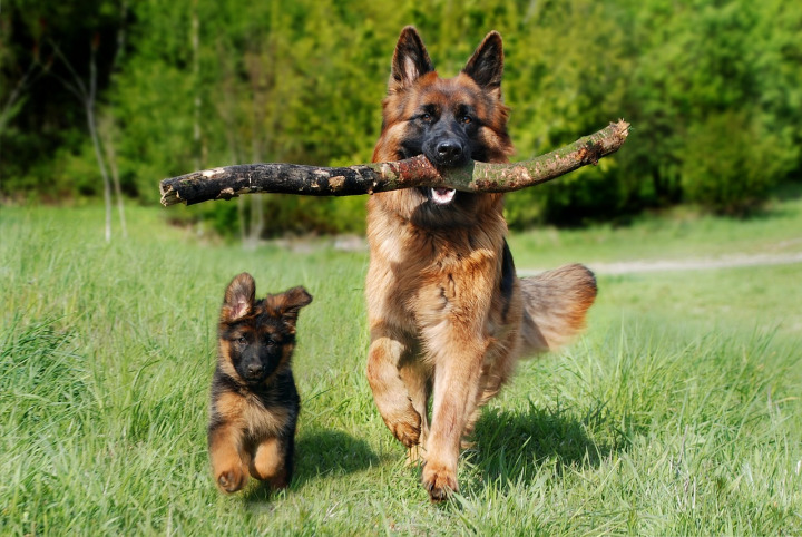 german shepherd dog outdoors