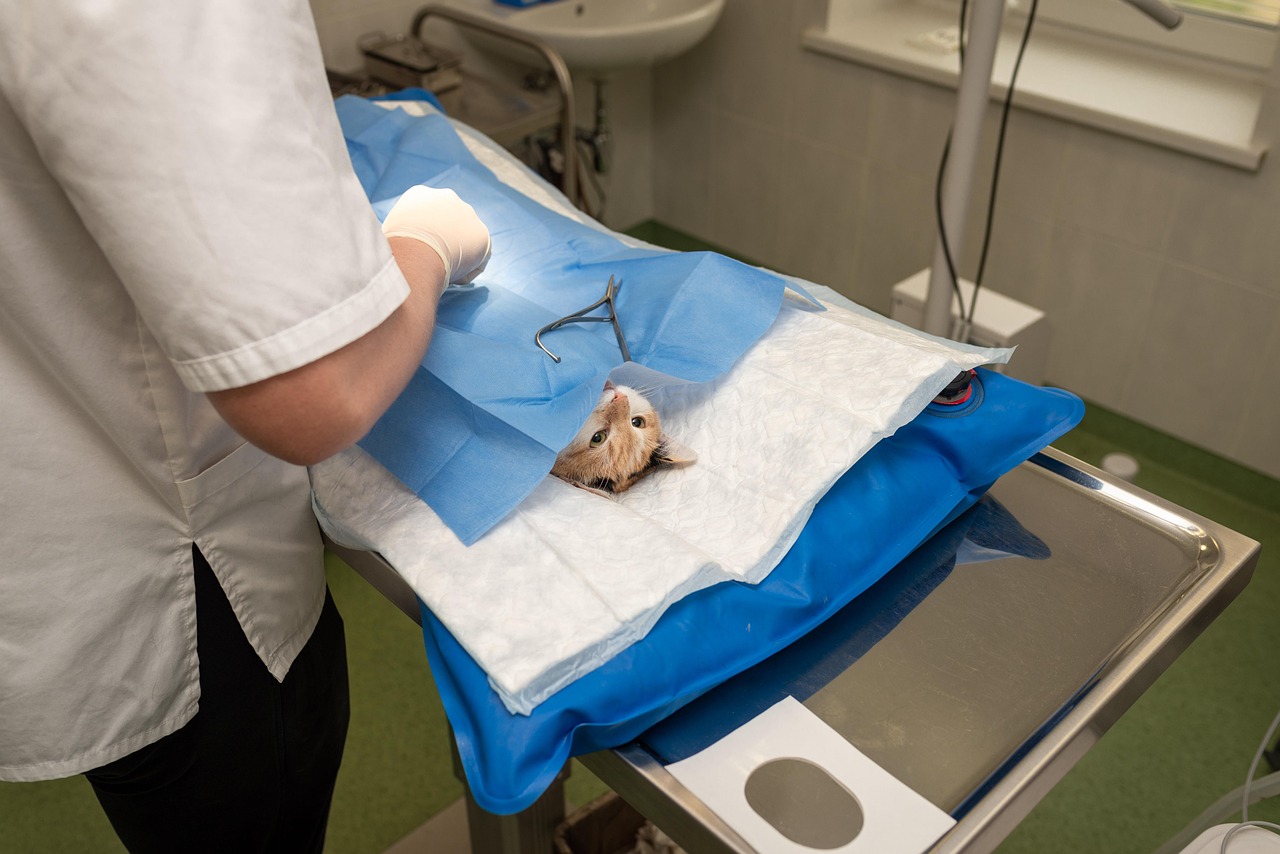 veterinary sterilization surgery and animal care