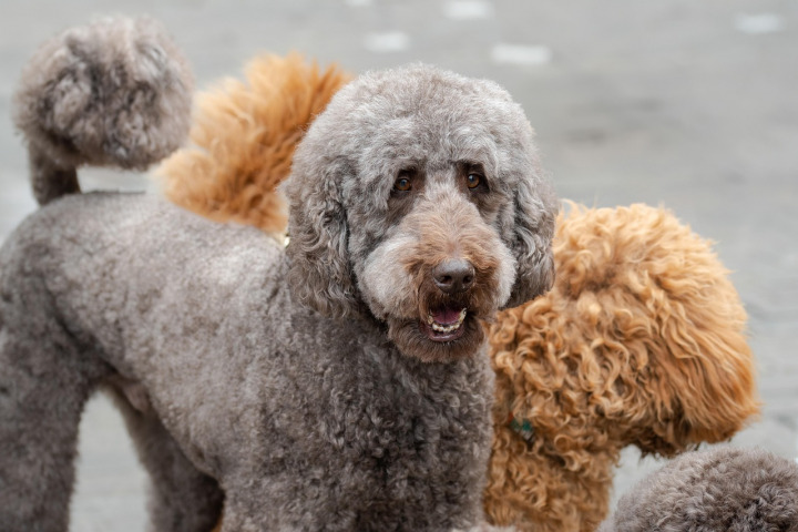 large breed dog portrait