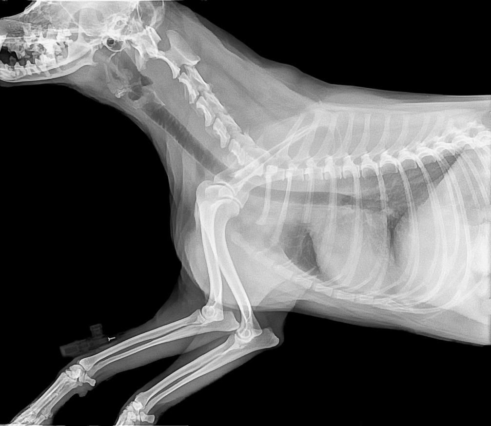 veterinary surgery dog