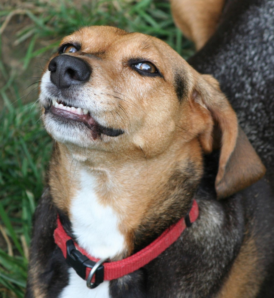 frightening snarling dog showing teeth warning
