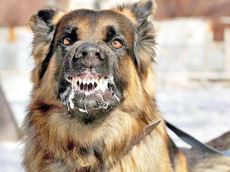 kuduz şüphesi bulunan ikinci köpek
