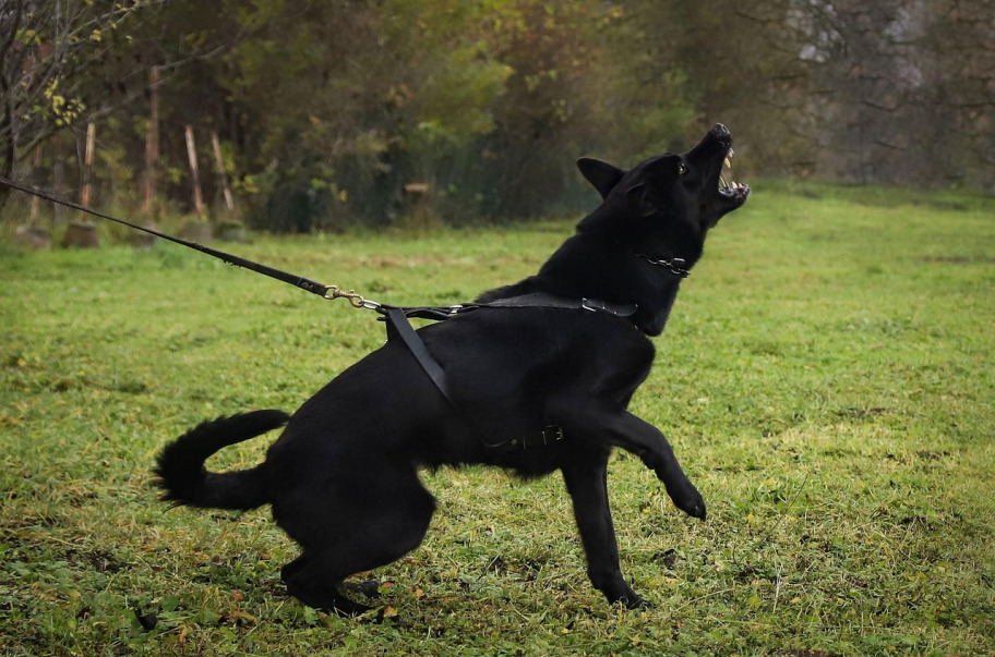 scary black german shepherd snarling teeth warning