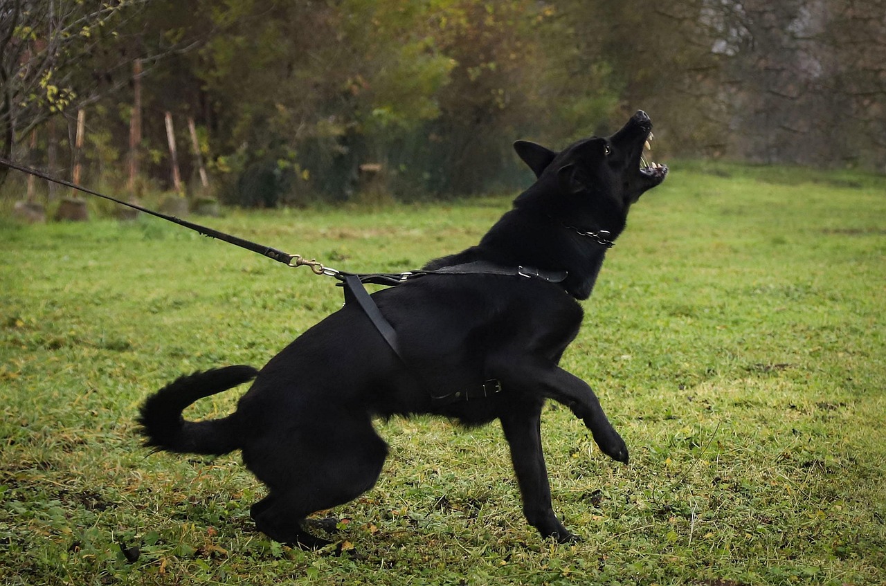 aggressive dog warning